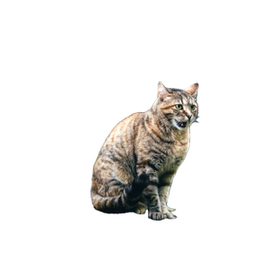 A Tranquil Tabby Cat Sitting On A Rock In A Lush Forest In Montenegro. 14219 - Cat PNG image with transparent background